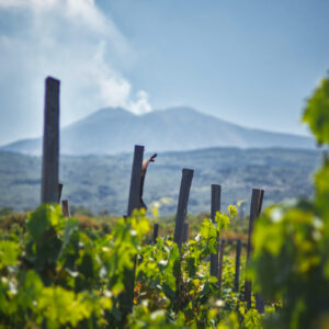 Etna Wine Tour